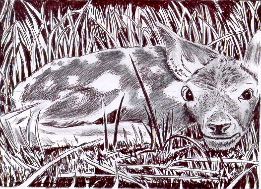 Babe deer in ink