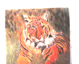 Resting tiger in chalk pastel